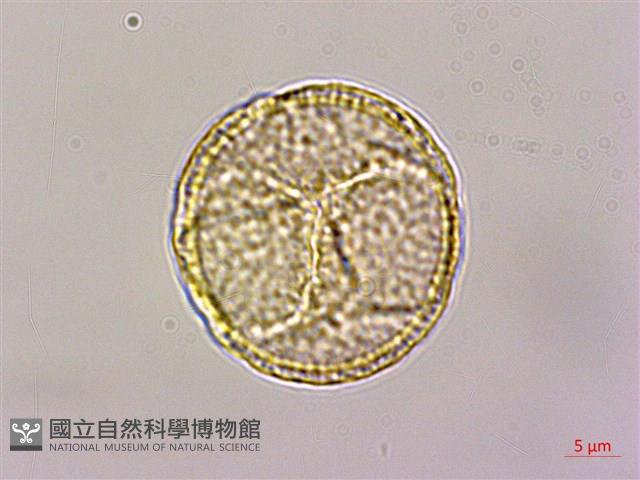 鉤柱毛茛藏品圖，第3張