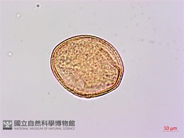 厚葉捕魚木、扁擔桿子藏品圖，第3張