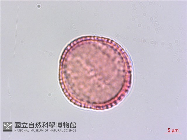 寬葉金粟蘭藏品圖，第4張