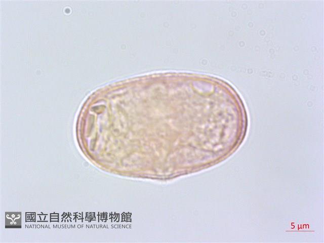 白苞芹藏品圖，第3張