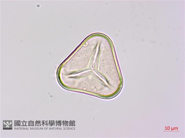 韓氏桫欏藏品圖，第4張