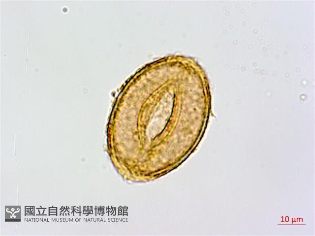 Accession Number:P018893 Collection Image, Figure 3, Total 3 Figures