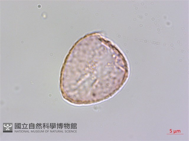 小杜若、川杜若藏品圖，第3張