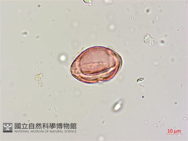 印度田菁藏品圖，第3張