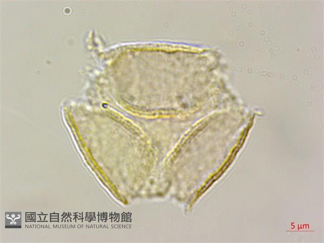 假赤楊、有丹樹、丹招樹藏品圖，第3張