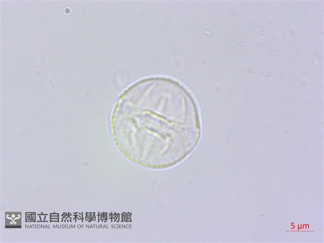 響鈴豆藏品圖，第3張