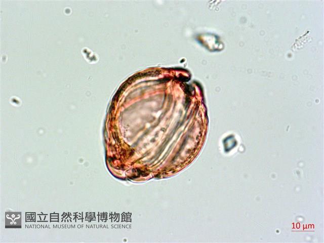 棋盤腳樹藏品圖，第4張