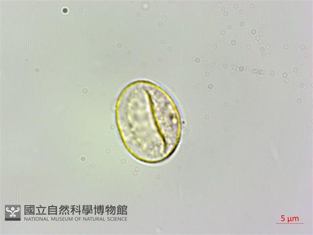 蠍子草藏品圖，第3張