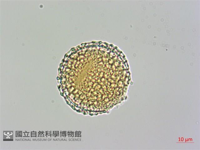 日本女貞藏品圖，第3張