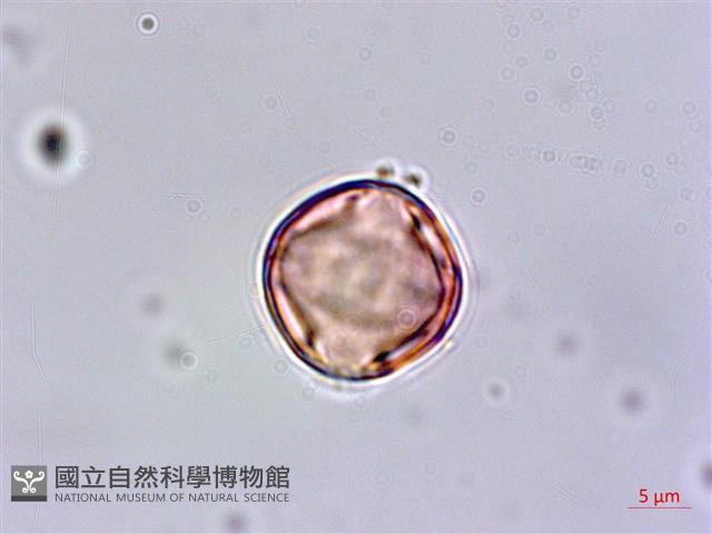 尖萼佛甲草藏品圖，第4張