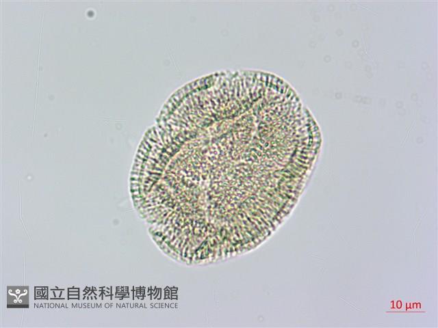 長梗毛娥房藤藏品圖，第4張