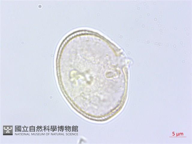 蒿本藏品圖，第3張