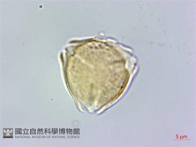 明黨參藏品圖，第3張