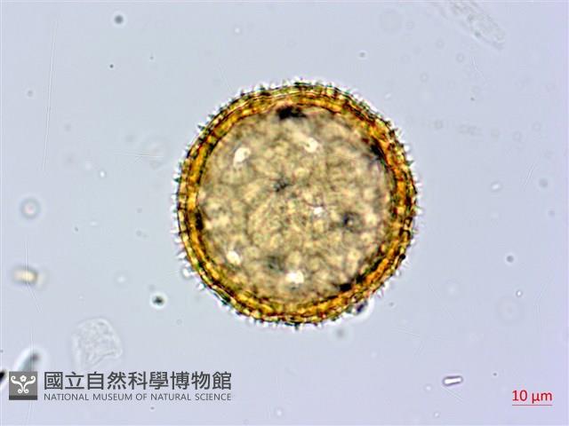 縮葉黃細心藏品圖，第3張