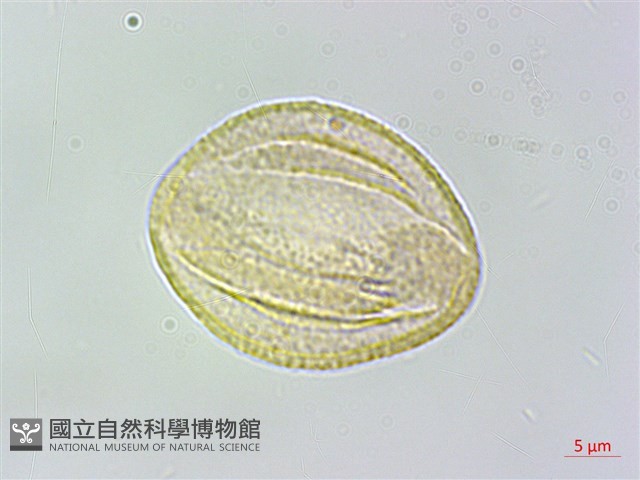 血見愁藏品圖，第3張