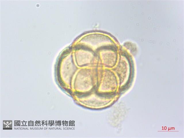 玉山鹿蹄草藏品圖，第3張