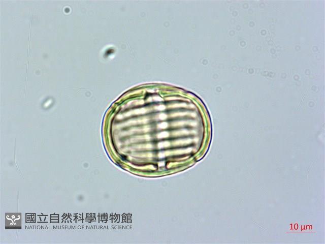 金不換、金牛草藏品圖，第3張