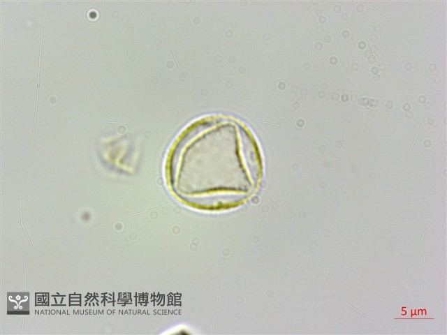 糯米團藏品圖，第3張