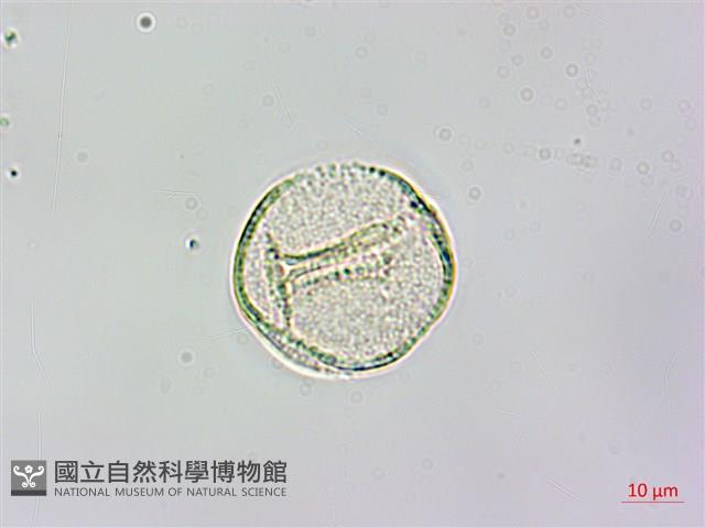水辣菜、禺毛茛藏品圖，第3張
