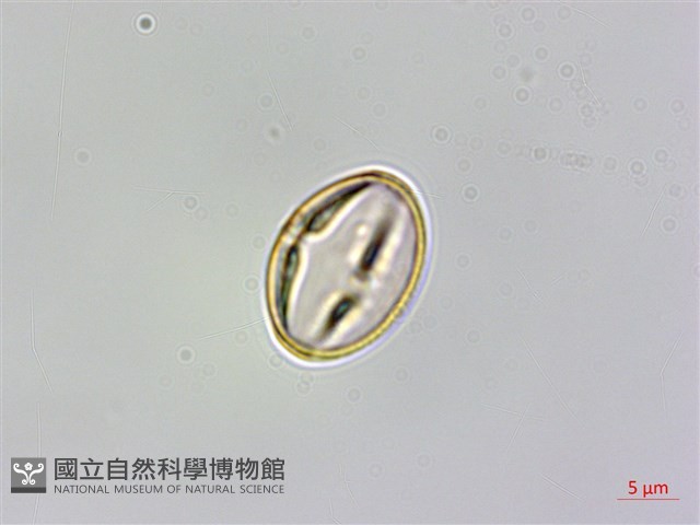 山柑、臺灣山柑藏品圖，第4張
