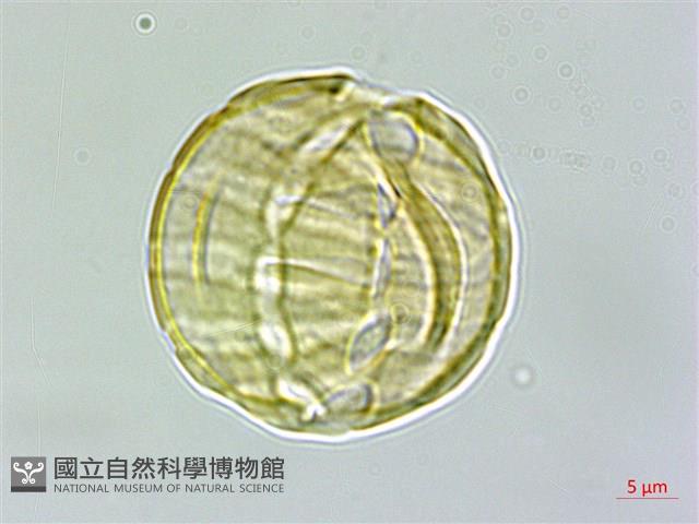 圓錐花遠志藏品圖，第3張