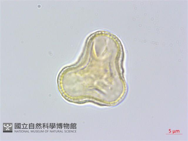 玉山當歸藏品圖，第3張