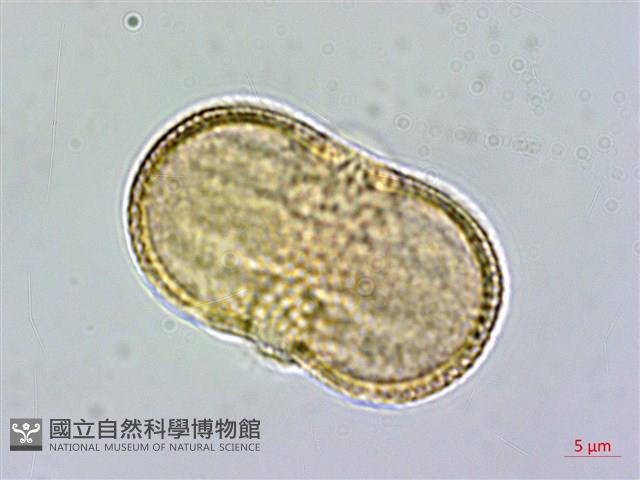 爵床藏品圖，第3張