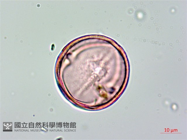 長果月橘藏品圖，第4張