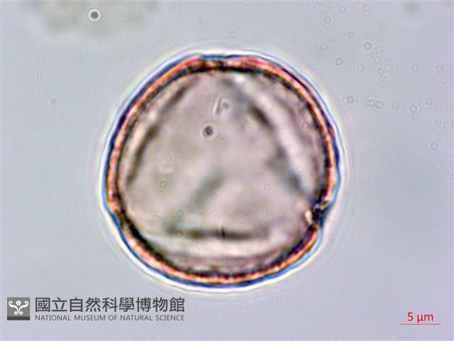 臺灣黃菫藏品圖，第3張