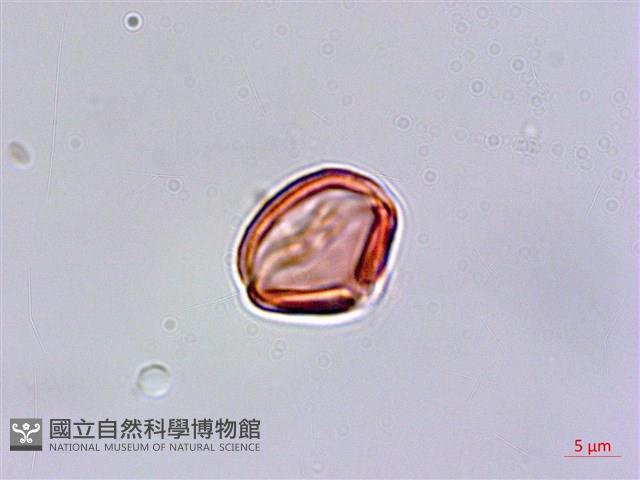 台灣佛甲草、石板菜藏品圖，第4張