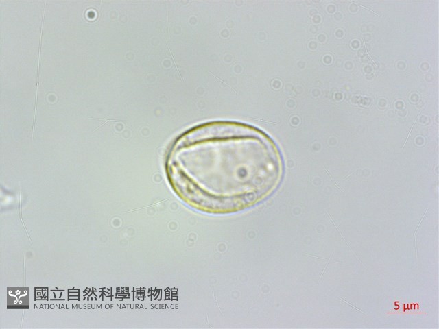 密花苧麻、木苧麻藏品圖，第3張