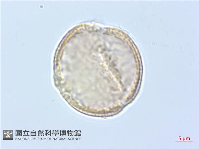 巴氏鐵線蓮藏品圖，第3張