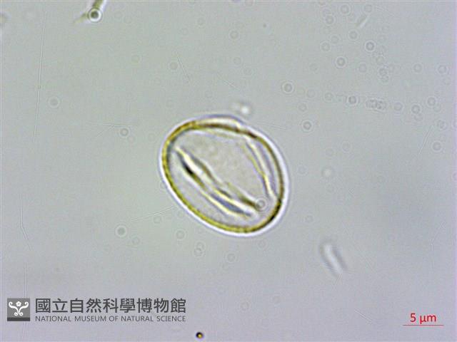 佩羅特木藏品圖，第3張