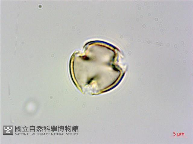 刺莓藏品圖，第3張