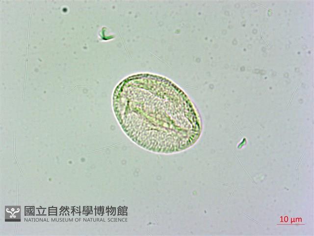 日本商陸、圓果商陸藏品圖，第3張