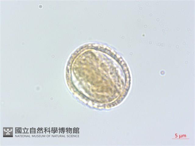 裡白菝契藏品圖，第3張