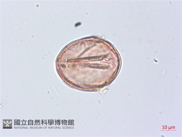 廣東山葡萄藏品圖，第3張