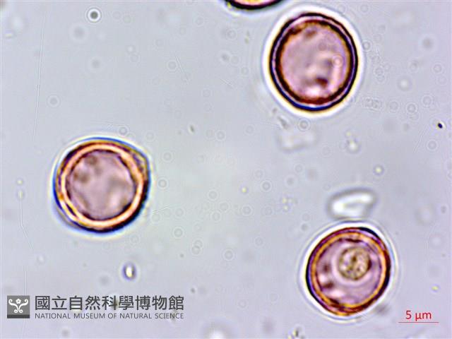 紅頭鐵莧、蘭嶼鐵莧藏品圖，第4張