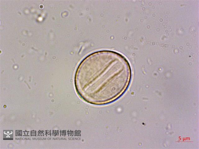 石菖蒲藏品圖，第3張