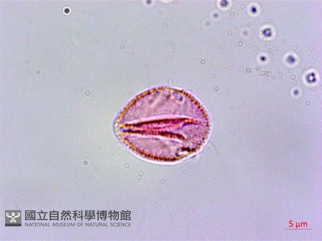 嘴葉鉤藤、鉤藤藏品圖，第3張