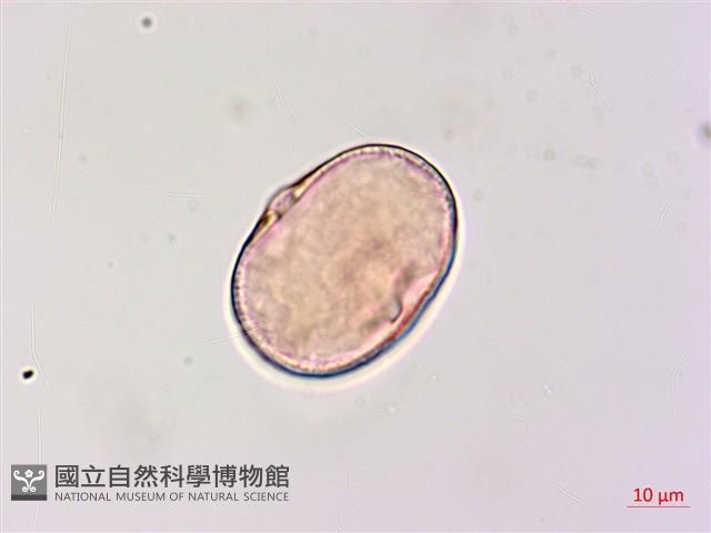 狗尾草藏品圖，第4張