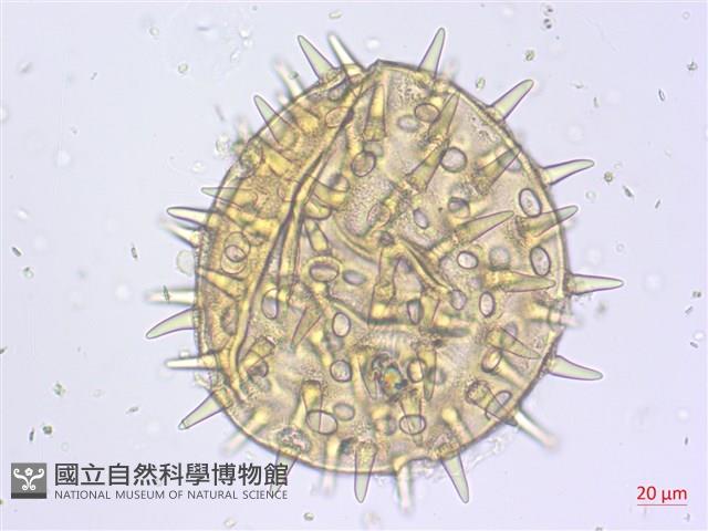 黃蜀葵, 蘭嶼香葵藏品圖，第3張