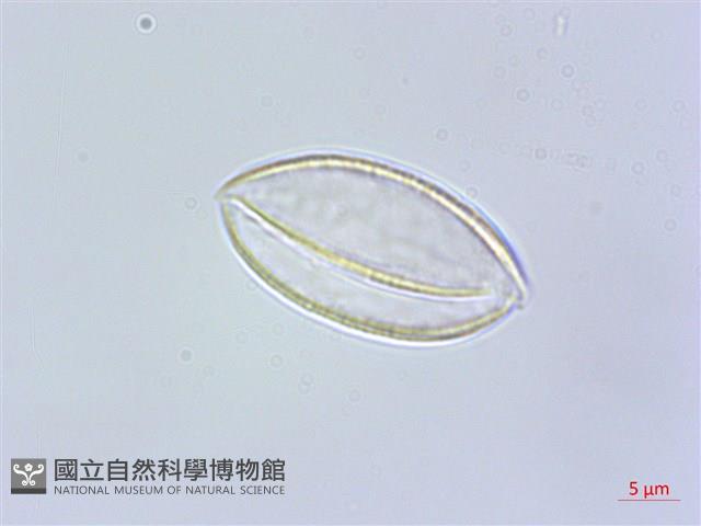 束心蘭藏品圖，第3張