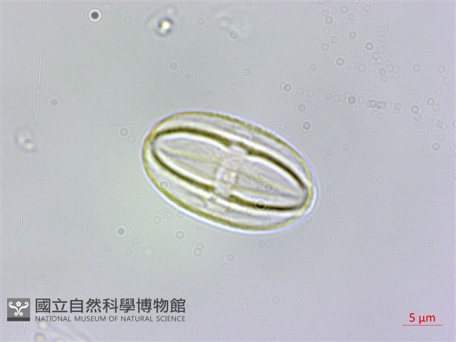 岩生秋海棠藏品圖，第3張