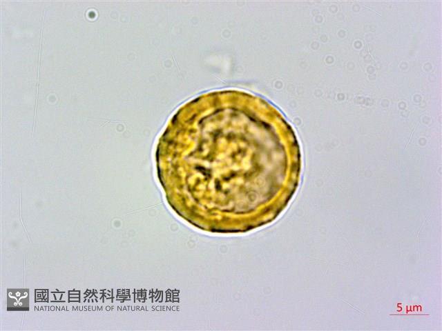 粗葉懸鉤子藏品圖，第4張