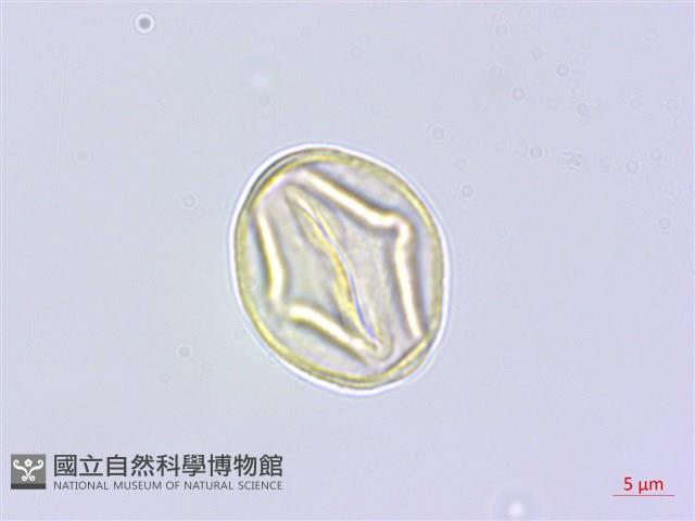 雙子野百合藏品圖，第3張