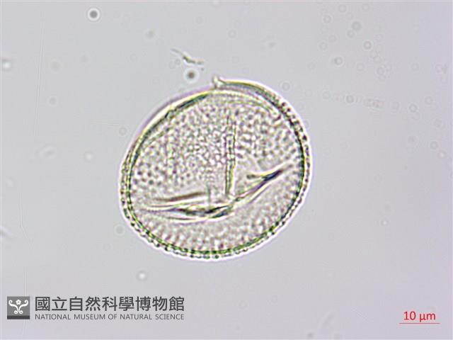 紅瓜藏品圖，第4張