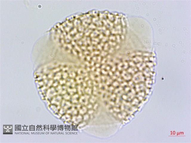 壺花莢迷藏品圖，第3張