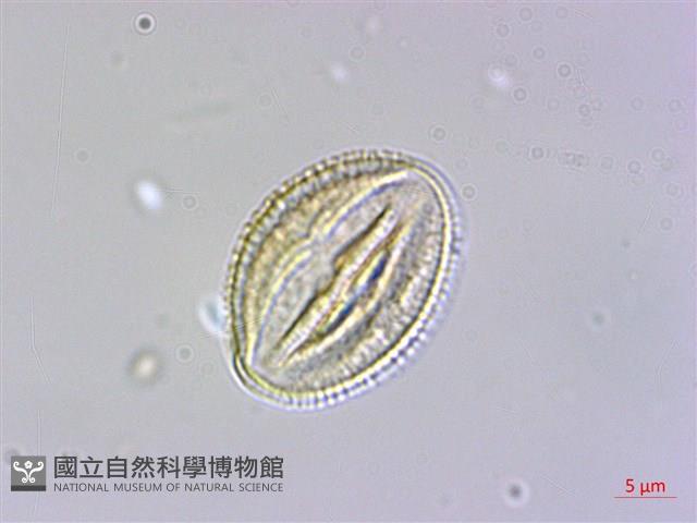 冇骨消藏品圖，第4張