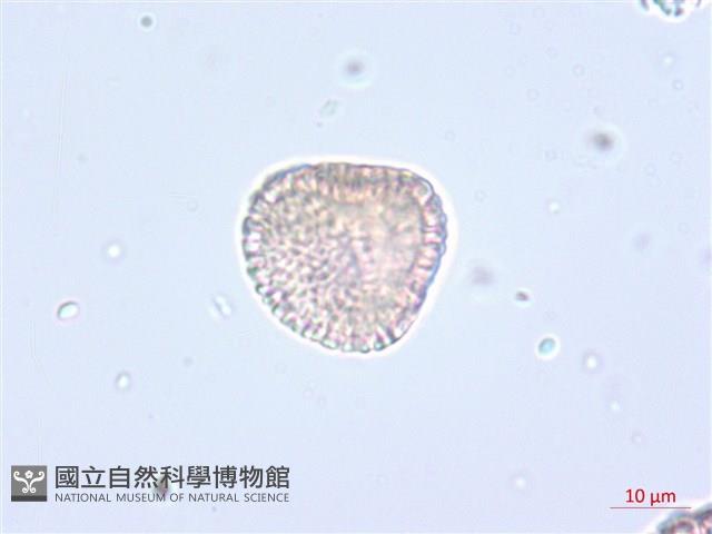 南嶺蕘花藏品圖，第4張